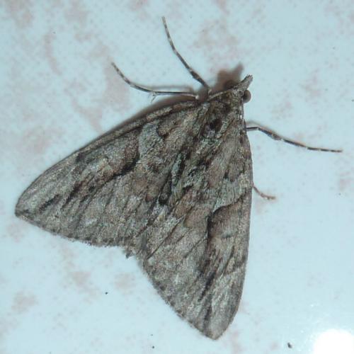 Réf. 230 761 : Thera cupressata